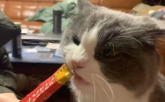 娱乐吃瓜喵喵喵,揭秘娱乐圈那些不为人知的幕后故事