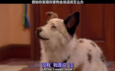 假如狗会说话娱乐吃瓜酱