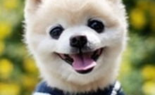 娱乐吃瓜宠物小说,娱乐圈宠物的甜蜜日常